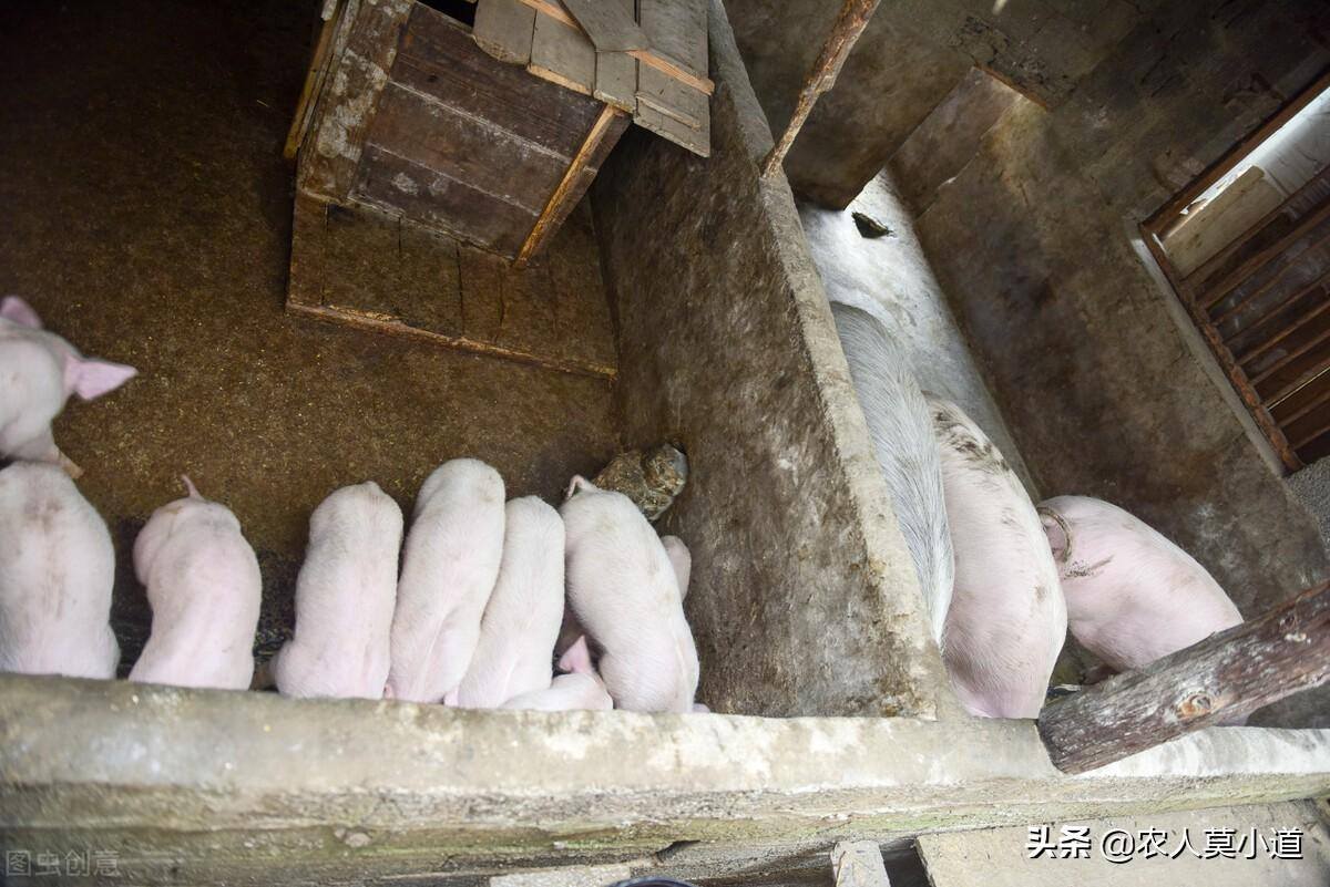 现在农村有什么项目可以养殖致富