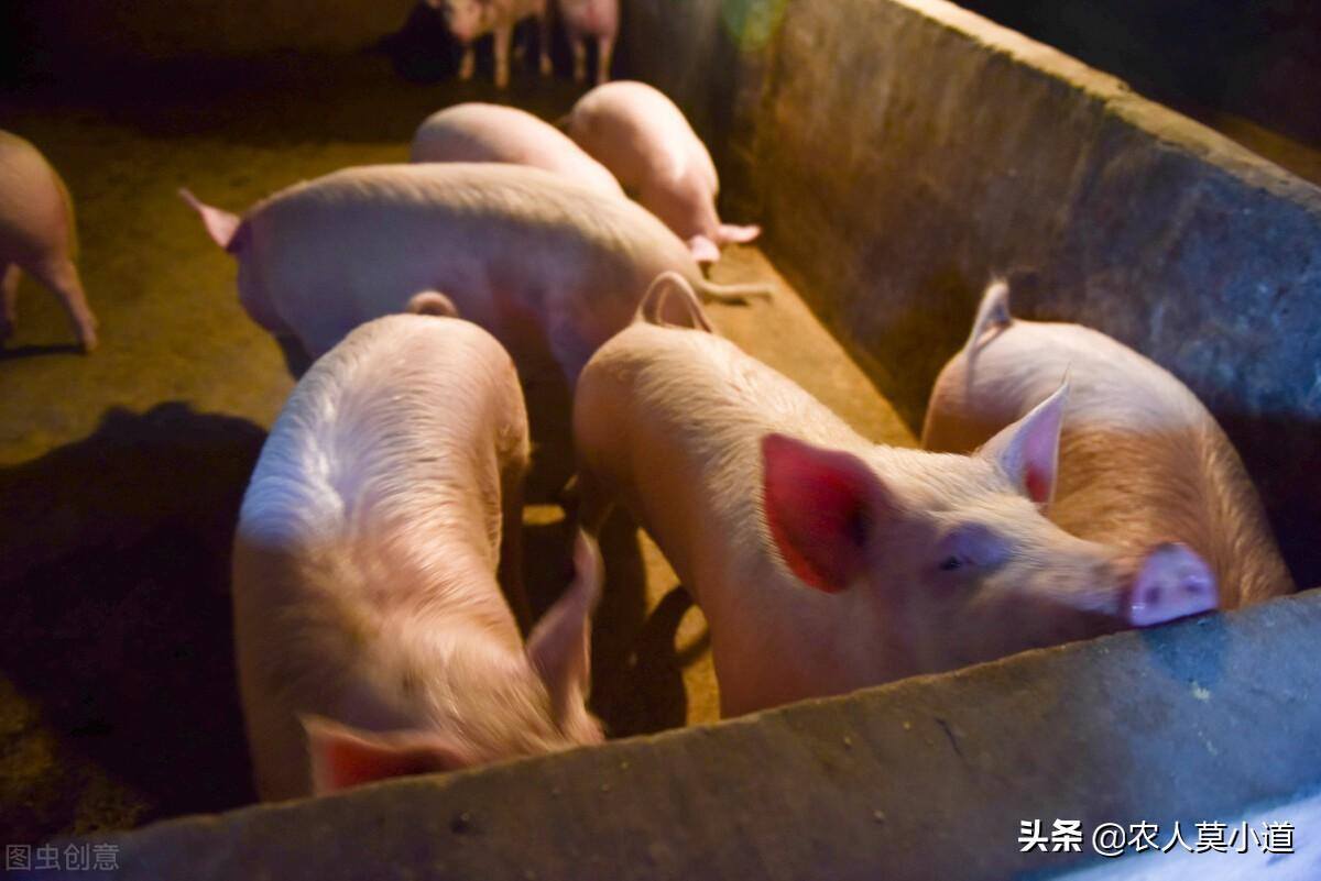 现在农村有什么项目可以养殖致富