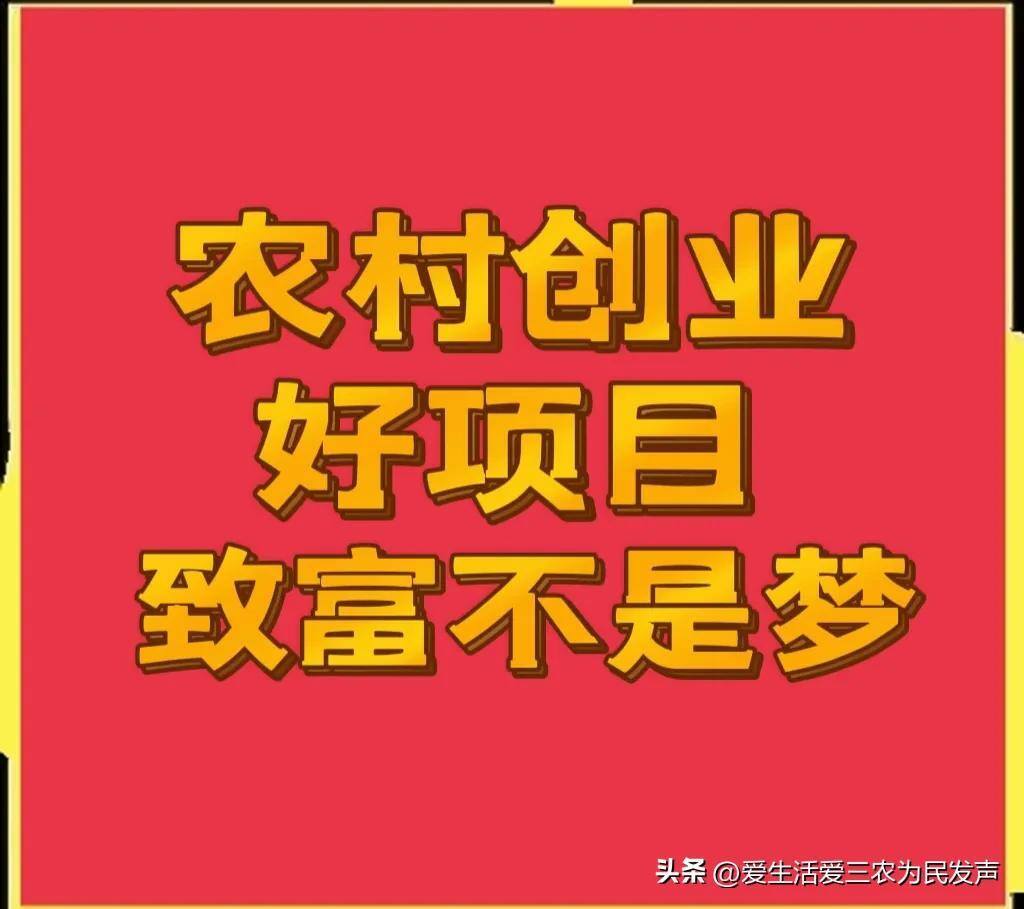农村致富有哪些好项目（农村创业小项目推荐）