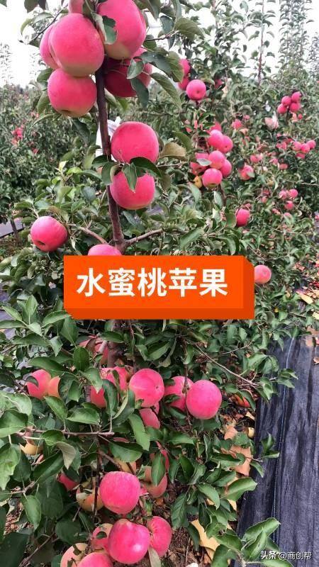 适合农村做的生意项目有哪些（投资小利润大）