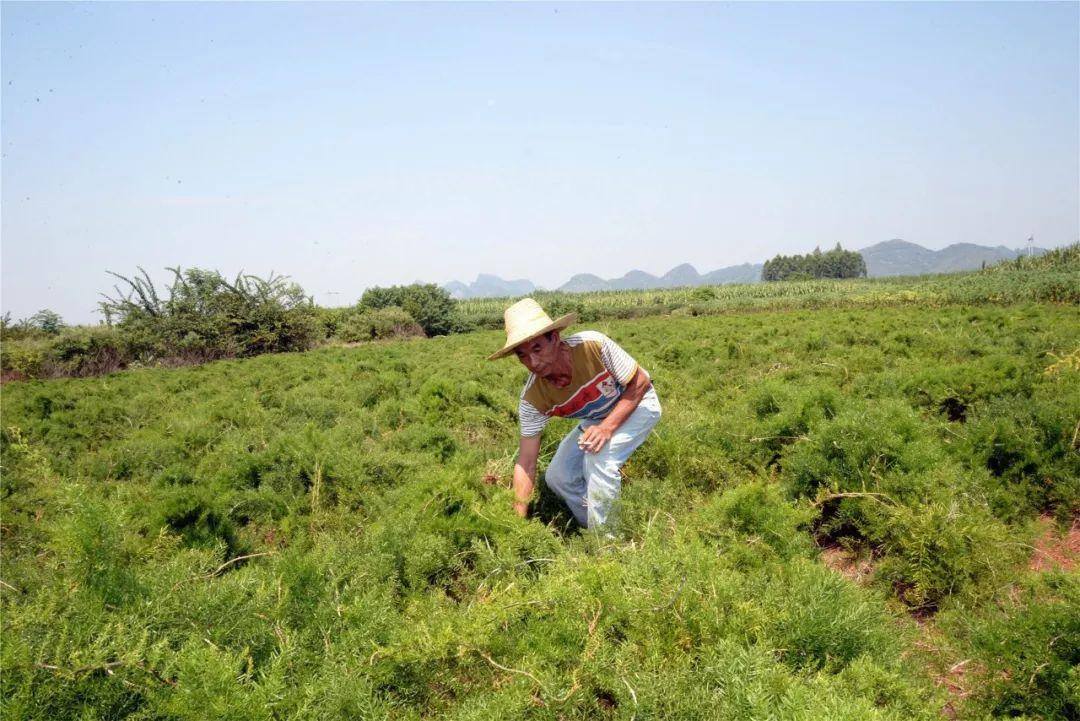 天冬种植一亩田赚多少钱（每亩能赚多少钱）