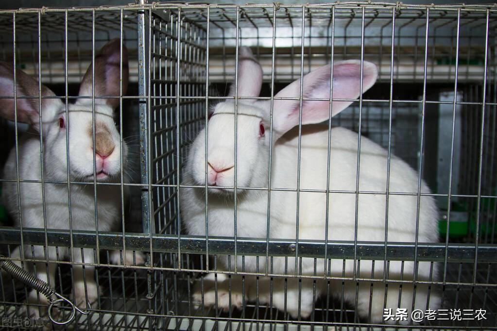 兔子养殖的利润有多少（养猪的两倍）