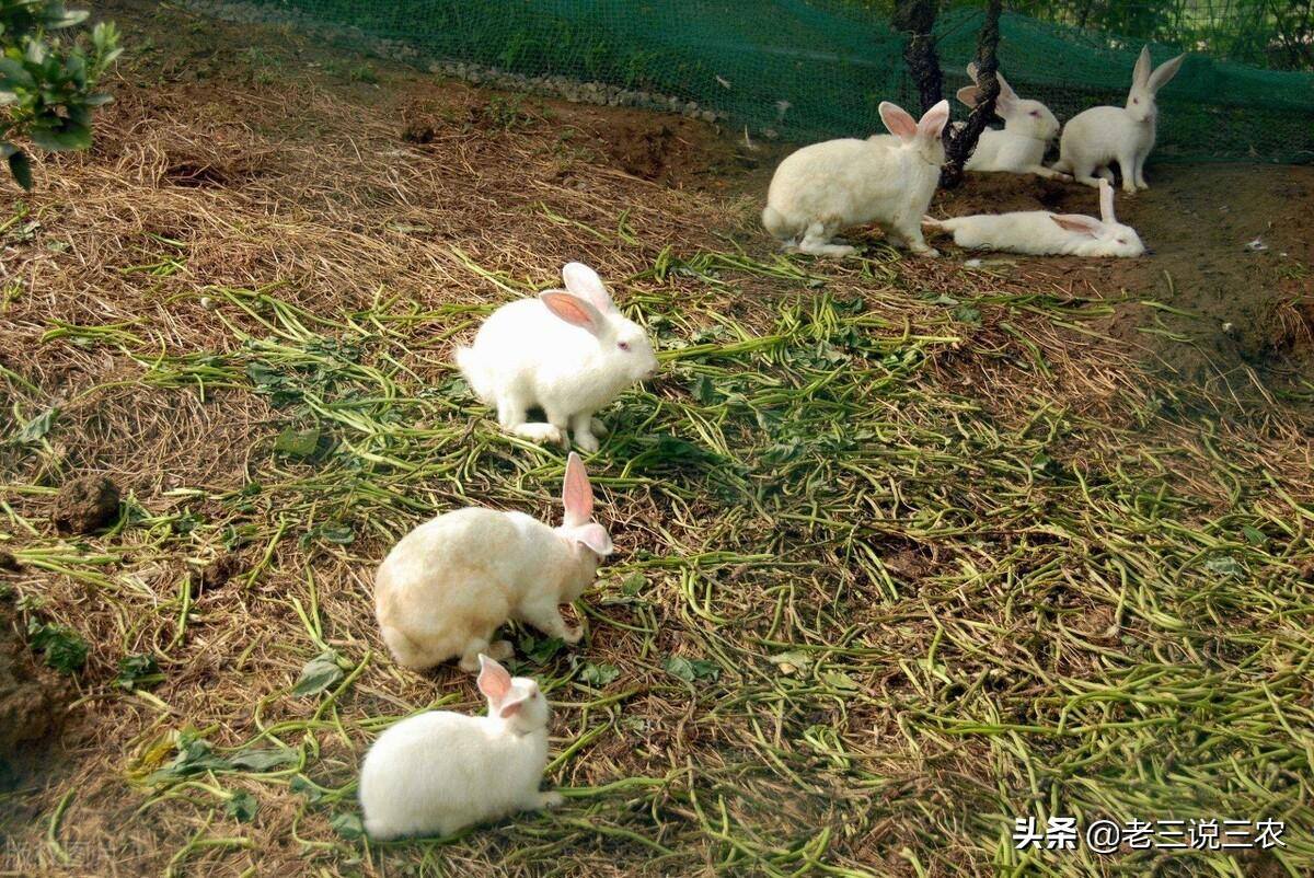 兔子养殖的利润有多少（养猪的两倍）
