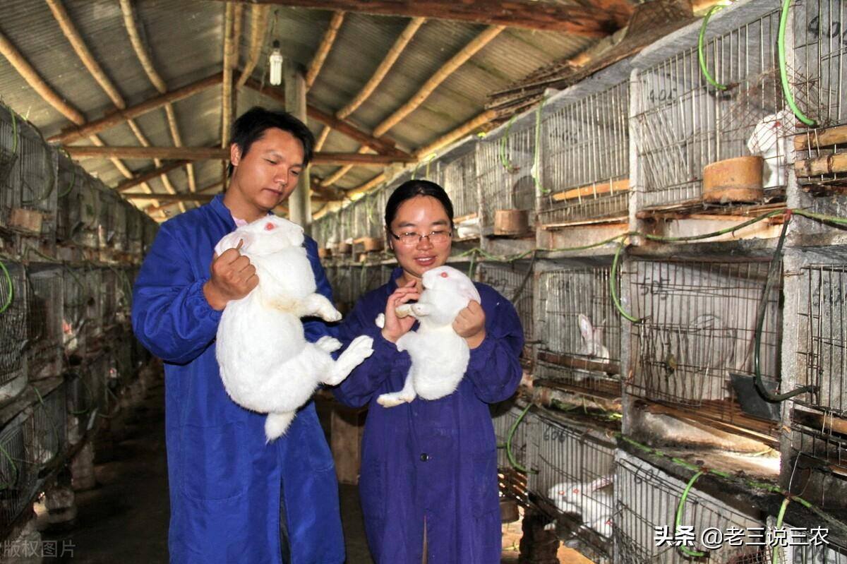 兔子养殖的利润有多少（养猪的两倍）