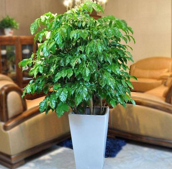 发财树放在客厅什么位置好（客厅养这几种植物，寓意着财运亨通，财运亨通）
