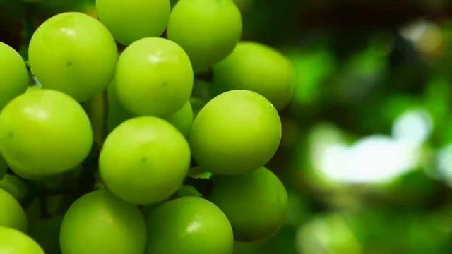 种葡萄一亩地能挣多少钱（农村小伙种葡萄，一年能赚100多万元，他是如何做到的？）