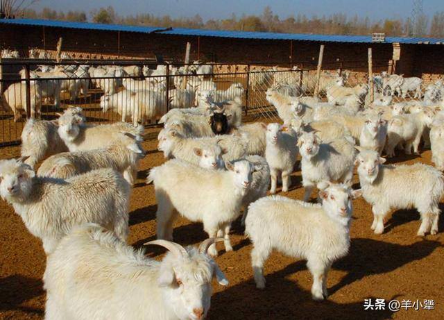 零投资养殖项目（20岁出头的年轻人，20岁投资100万养牛羊挣大钱）