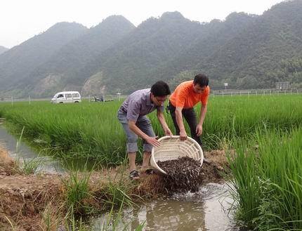 养泥鳅要具备什么条件怎么养（泥鳅养殖利润有多少？）