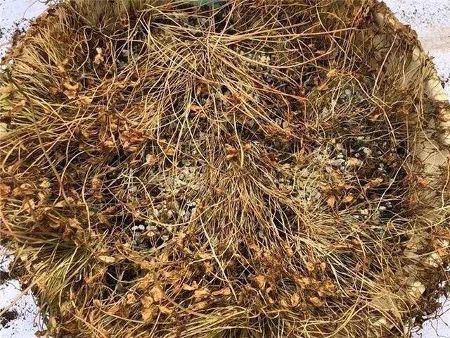 种花赚钱的软件（家里养芦荟，养成这样，一盆变多盆！）