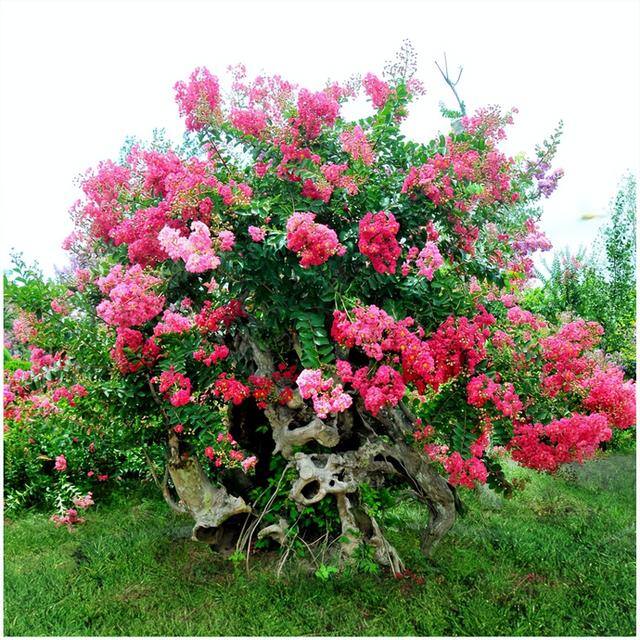 一进门口摆放什么植物旺风水（家里种这7种树，寓意吉祥，富贵又吉祥）
