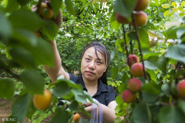 农业贷款（家庭农场、小微企业、专业合作社怎么申请农业贷款？）