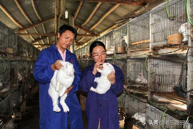 兔子养殖利润（肉用幼兔饲料配比方法）