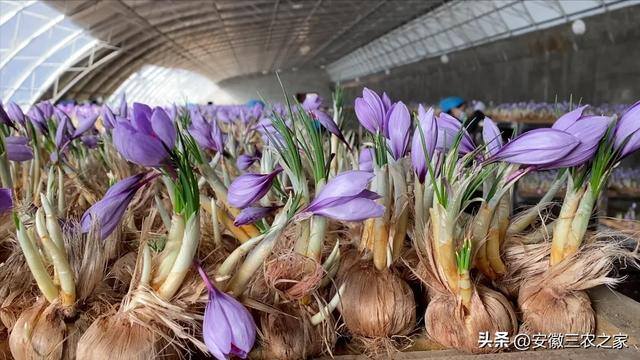 种地一亩地可以赚多少钱（种植藏红花的注意事项）