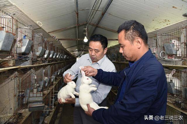 兔子养殖的利润怎么样（养兔想赚钱，选择好品种是成功的一半）