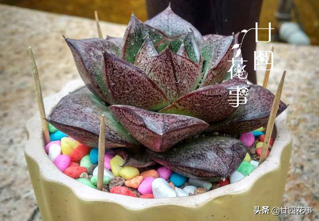 10种公认阳台最好养的多肉（阳台养多肉植物，光照不足，叶片会徒长的5种品种）