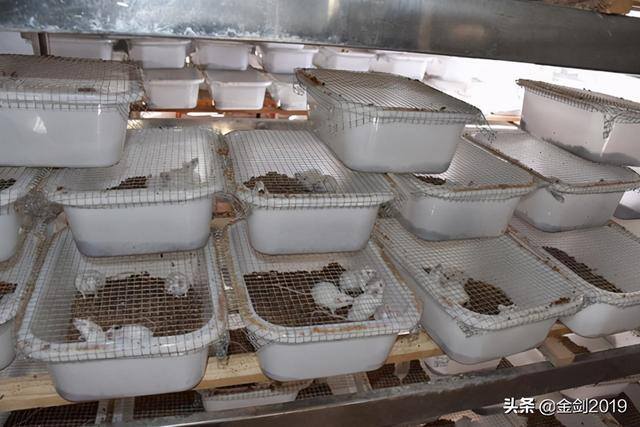 养一万只小白鼠一年挣多少钱（管保臣一行到西平县芦庙乡调研昆明鼠养殖）