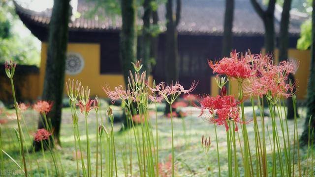 彼岸花适合在家里养吗（农村称之为“鬼花”，有人却养在家里，花友：拔了，不吉利！）
