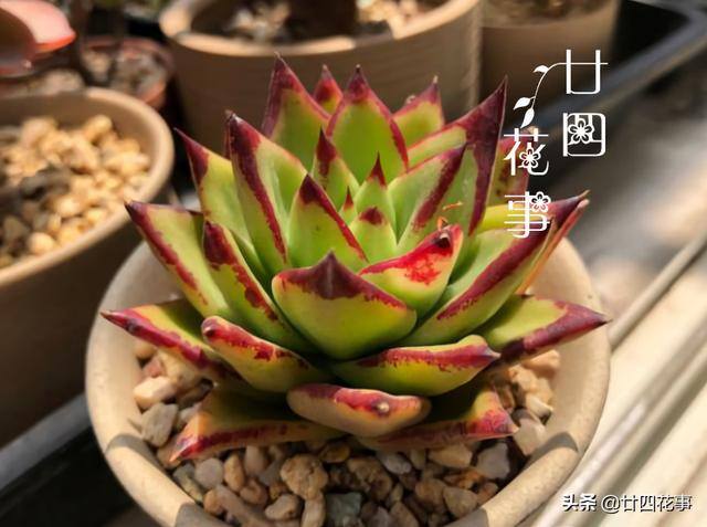 10种公认阳台最好养的多肉（阳台养多肉植物，光照不足，叶片会徒长的5种品种）