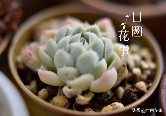 10种公认阳台最好养的多肉（阳台养多肉植物，光照不足，叶片会徒长的5种品种）
