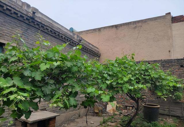 一进门口摆放什么植物旺风水（家里种这7种树，寓意吉祥，富贵又吉祥）
