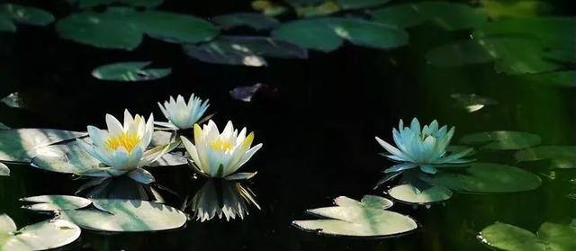 公主儿童画（水上的睡美人）
