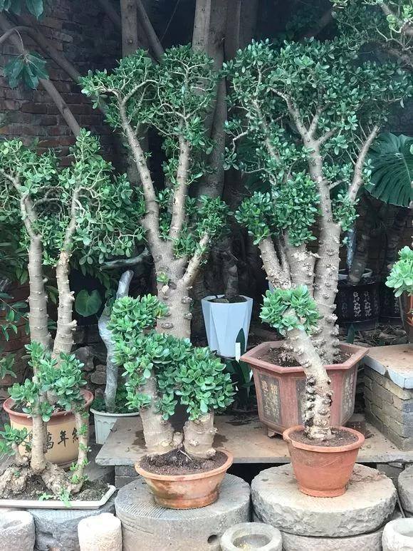 适合客厅养的大型植物有哪些（家里养这几种树，好兆头！）