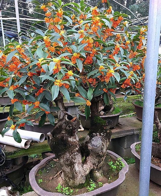 家门口种什么树风水好 农村（葡萄树、桂花树、金桔树、石榴树、桂花树的寓意，你知道吗？）