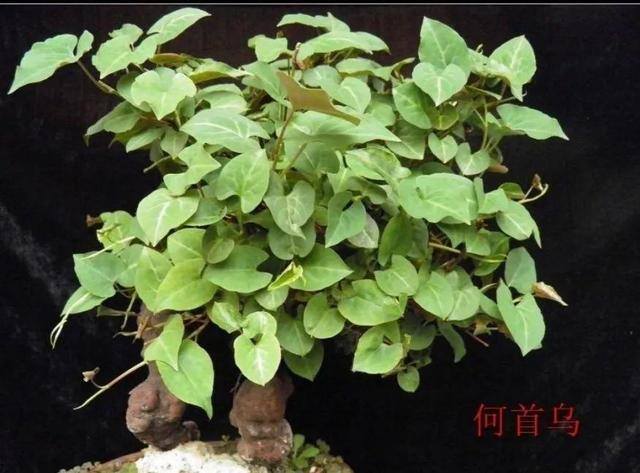 灵芝的栽培养殖方法（这5种花，又好看又能当药材，养一盆身体倍棒！）
