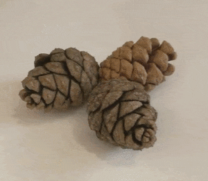 做一个手工（把松果埋在盆里，10天发芽，做成孩子专属的丛林盆景！）