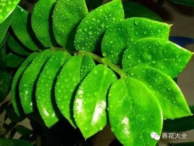 家里种什么植物风水好又旺财（客厅摆放什么植物好？）