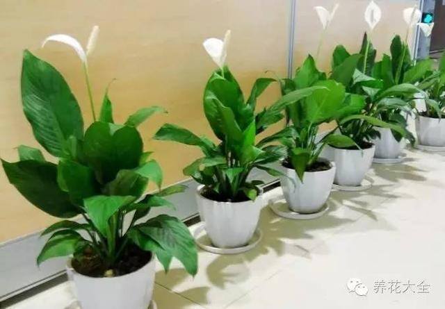 家里种什么植物风水好又旺财（客厅摆放什么植物好？）