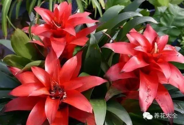 家里种什么植物风水好又旺财（客厅摆放什么植物好？）