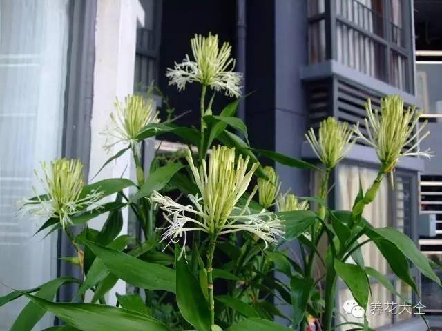 家里种什么植物风水好又旺财（客厅摆放什么植物好？）