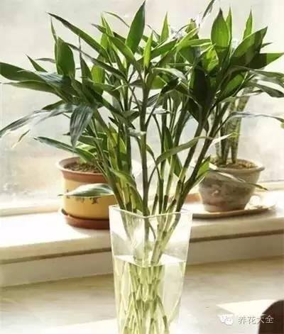 家里种什么植物风水好又旺财（客厅摆放什么植物好？）
