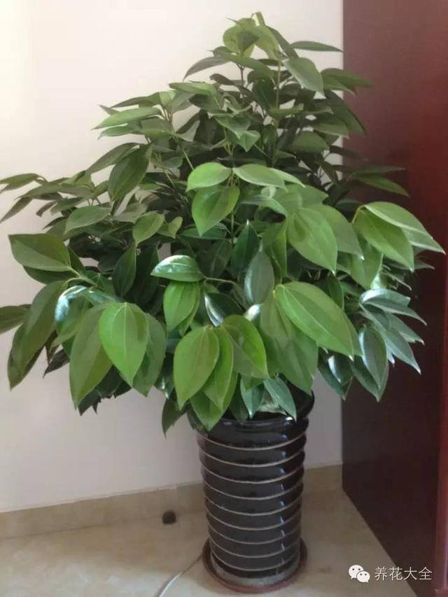 家里种什么植物风水好又旺财（客厅摆放什么植物好？）