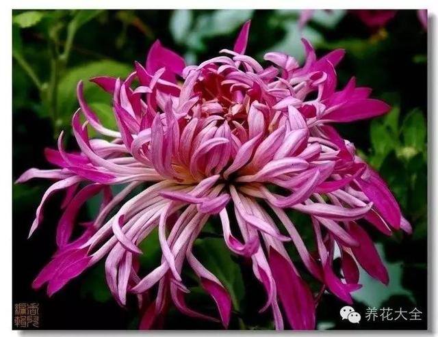家里种什么植物风水好又旺财（客厅摆放什么植物好？）