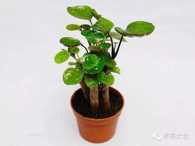 家里种什么植物风水好又旺财（客厅摆放什么植物好？）