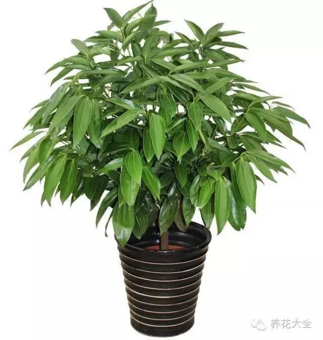 家里种什么植物风水好又旺财（客厅摆放什么植物好？）