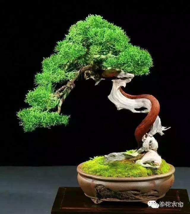 家里种什么植物风水好又旺财（客厅摆放什么植物好？）