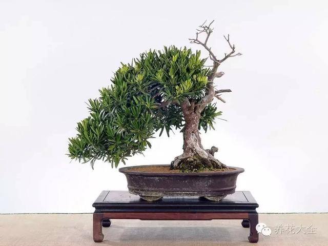 家里种什么植物风水好又旺财（客厅摆放什么植物好？）
