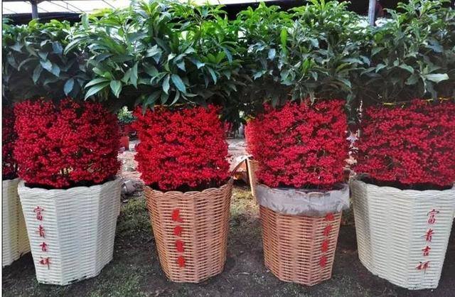 家里种什么植物风水好又旺财（客厅摆放什么植物好？）