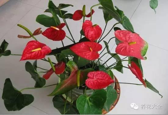 家里种什么植物风水好又旺财（客厅摆放什么植物好？）