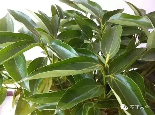 家里种什么植物风水好又旺财（客厅摆放什么植物好？）