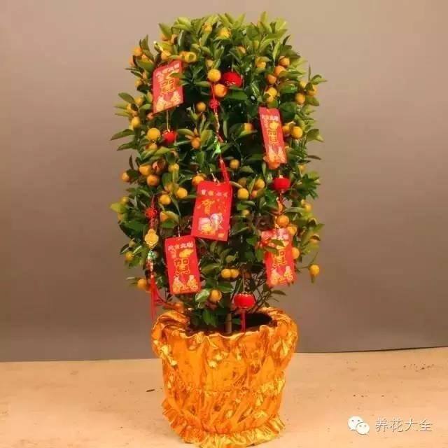 家里种什么植物风水好又旺财（客厅摆放什么植物好？）