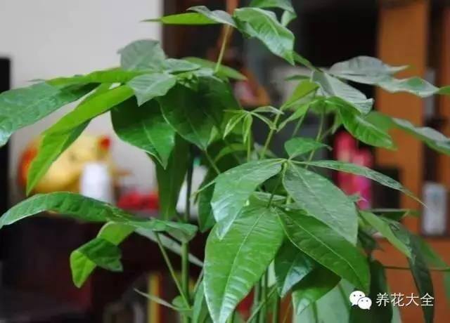 家里种什么植物风水好又旺财（客厅摆放什么植物好？）