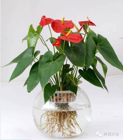 家里种什么植物风水好又旺财（客厅摆放什么植物好？）
