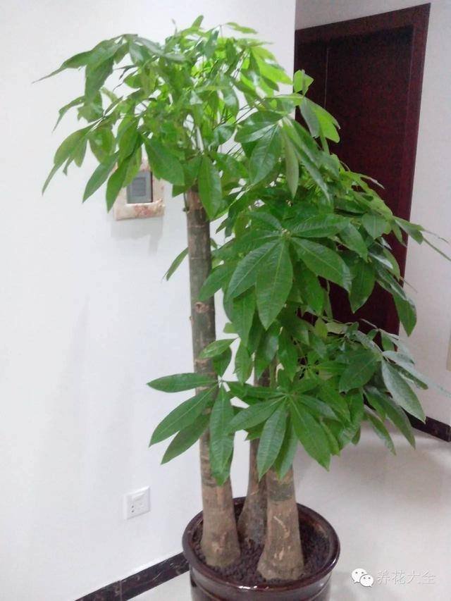 家里种什么植物风水好又旺财（客厅摆放什么植物好？）