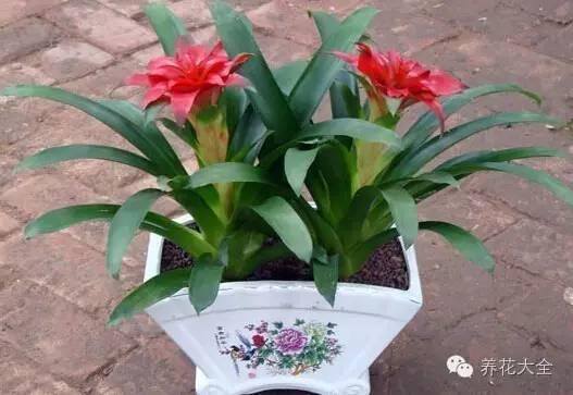 家里种什么植物风水好又旺财（客厅摆放什么植物好？）