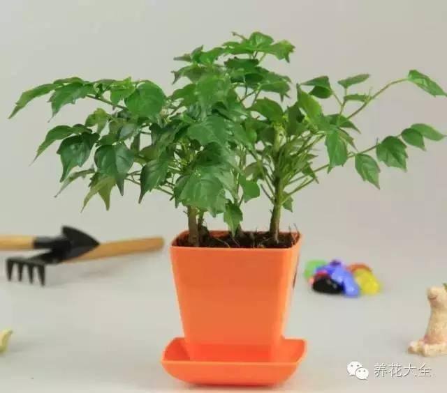 家里种什么植物风水好又旺财（客厅摆放什么植物好？）