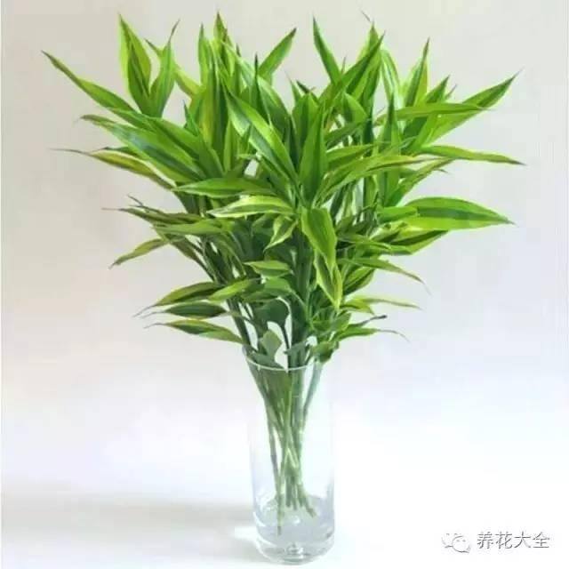 家里种什么植物风水好又旺财（客厅摆放什么植物好？）
